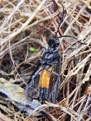 Dolerus sp.