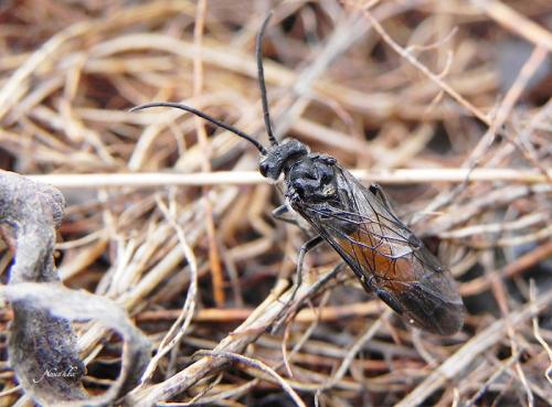 Dolerus sp.