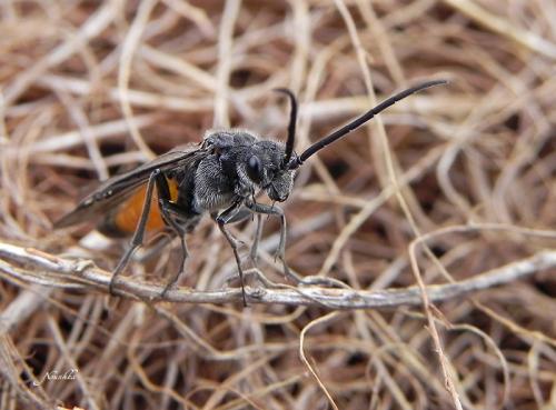 Dolerus sp.