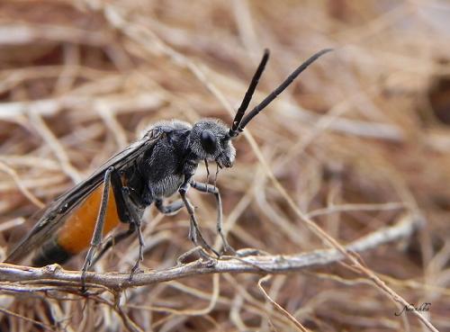 Réf. 66 704 : Dolerus sp.