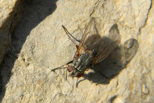 Muscina stabulans