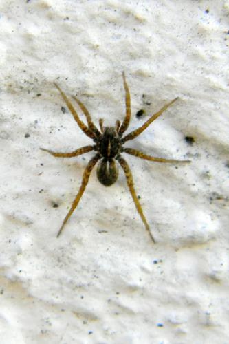 Pardosa sp.