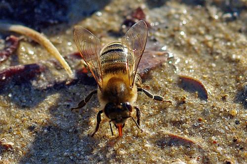 Réf. 66 278 : Apis mellifera