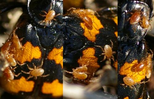 Poecilochirus davydovae