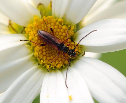 Réf. 66 471 : Alosterna tabacicolor