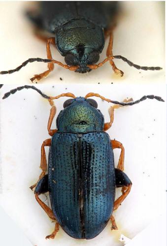 Réf. 66 338 : Crepidodera plutus