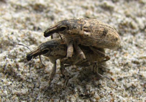 Asproparthenis lusca