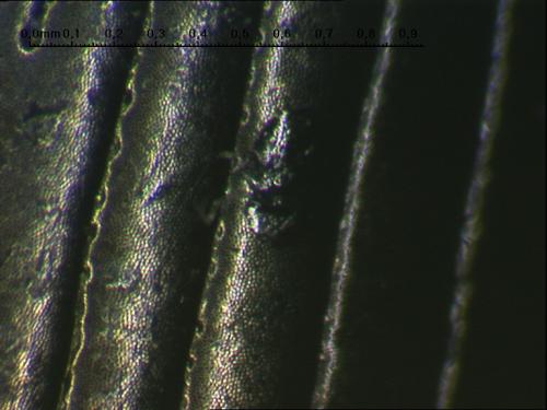 Amara fulvipes