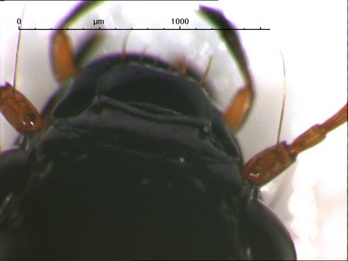 Amara fulvipes