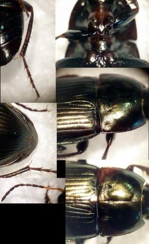 Réf. 66 538 : Amara similata