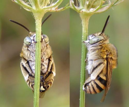 Réf. 66 040 : Amegilla garrula