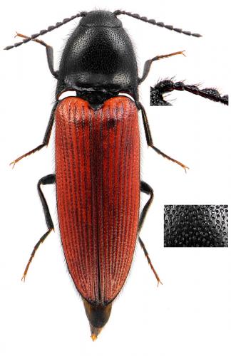 Réf. 66 756 : Ampedus rufipennis