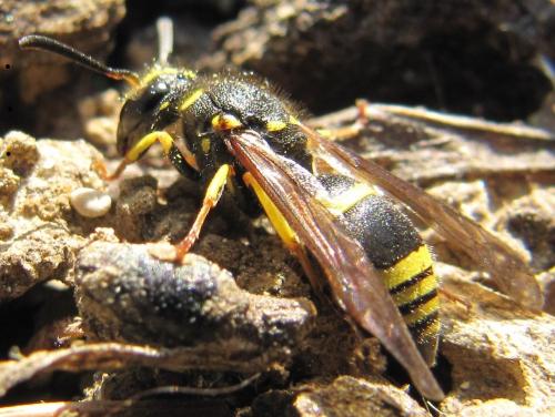 Réf. 66 927 : Ancistrocerus sp.