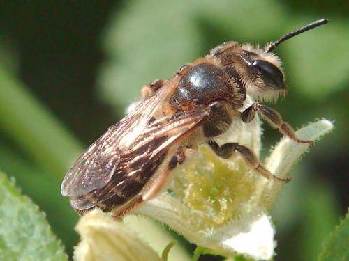 Andrena dorsata