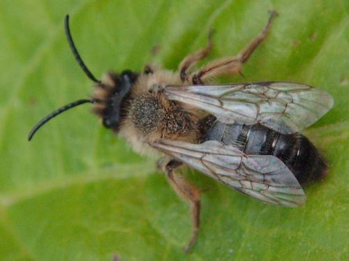 Andrena nigroaenea