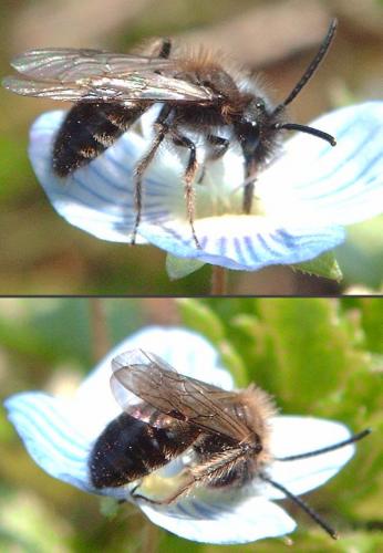 Réf. 66 810 : Andrena bicolor