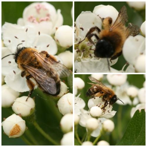Réf. 66 578 : Andrena nigroaenea