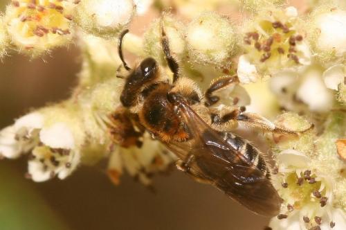 Réf. 66 312 : Andrena propinqua