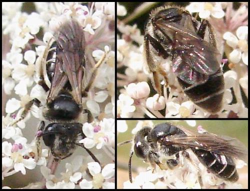 Andrena sp.