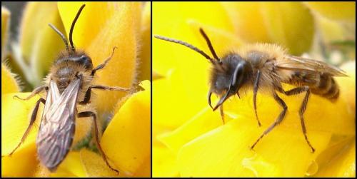 Andrena trimmerana