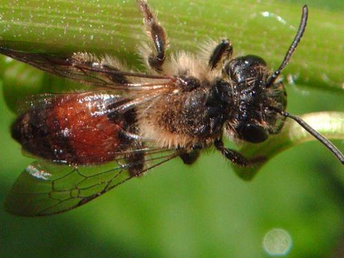 Andrena sp.