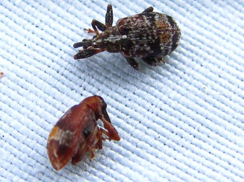 Anthonomus multifasciatus
