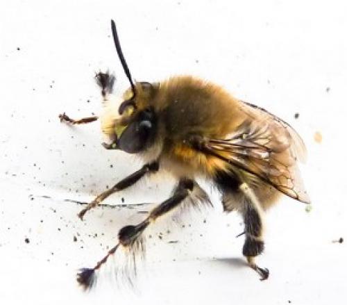 Anthophora plumipes