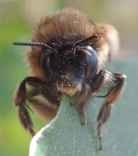 Réf. 66 966 : Anthophora plumipes