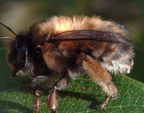 Anthophora plumipes