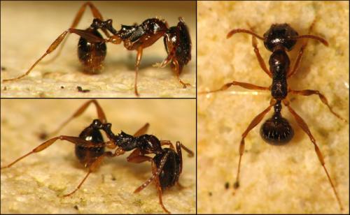 Réf. 66 673 : Aphaenogaster sp.