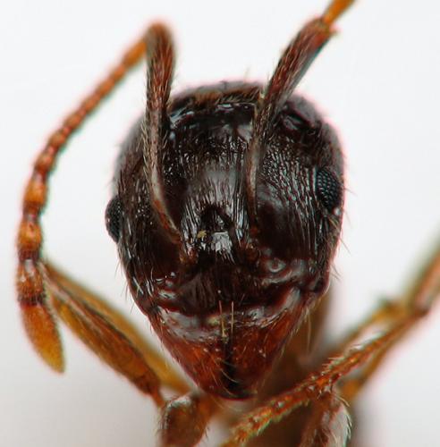 Réf. 66 674 : Aphaenogaster sp.