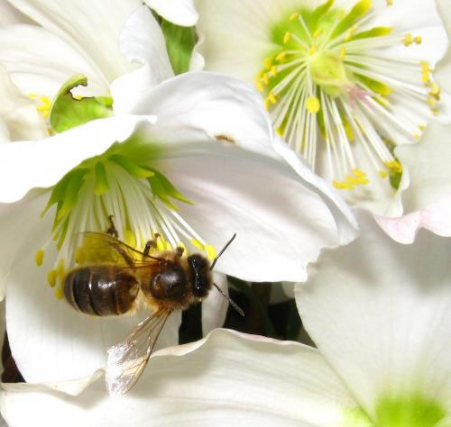 Apis mellifera