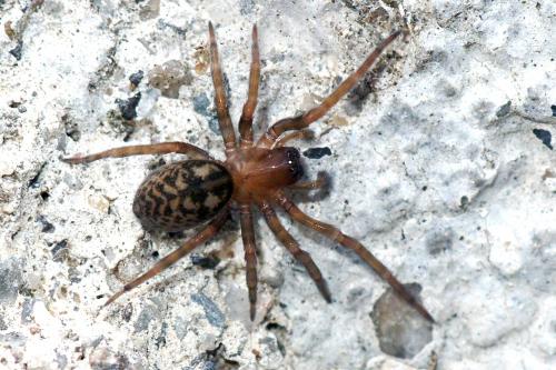 Réf. 66 775 : Amaurobius sp.