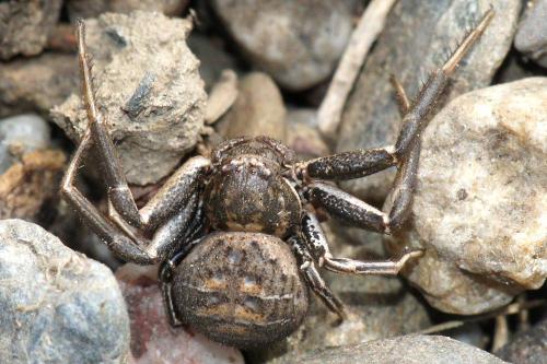 Bassaniodes bufo