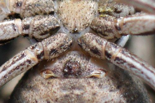 Bassaniodes bufo