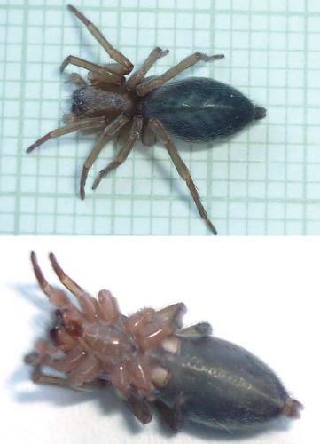 Clubiona corticalis