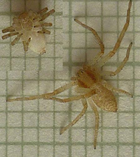 Philodromus sp.
