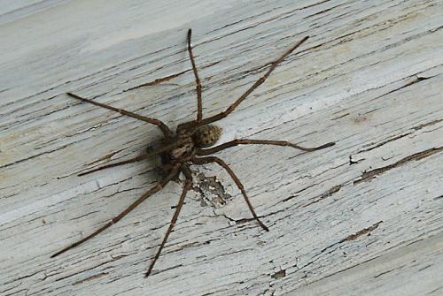 Réf. 66 077 : Tegenaria sp.