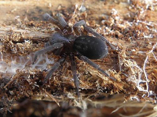 Amaurobius sp.