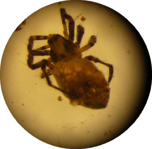 Argiope bruennichi