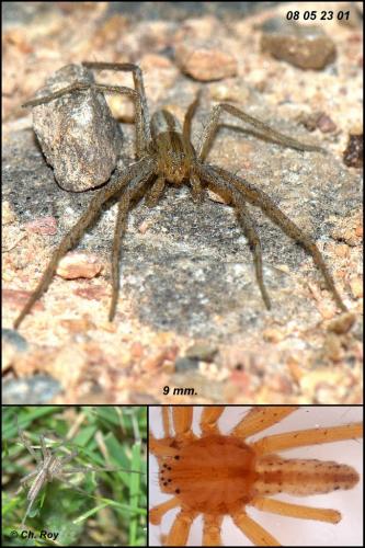 Réf. 66 027 : Tibellus oblongus