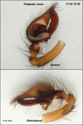 Tegenaria silvestris