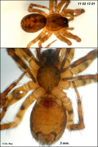Réf. 66 725 : Cryphoeca silvicola