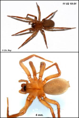 Réf. 66 732 : Cicurina cicur