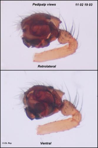 Tenuiphantes cristatus