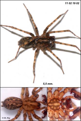 Réf. 66 805 : Tegenaria silvestris