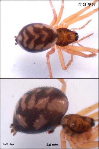 Tenuiphantes cristatus