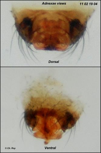 Tenuiphantes cristatus