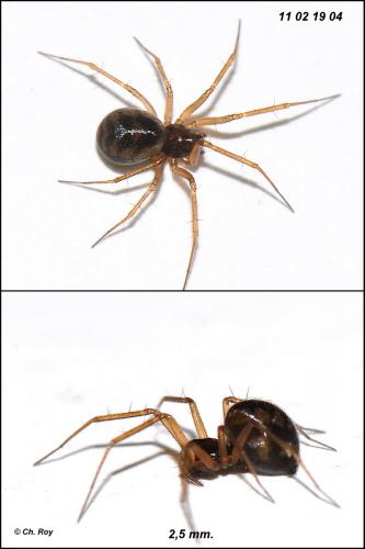 Tenuiphantes cristatus