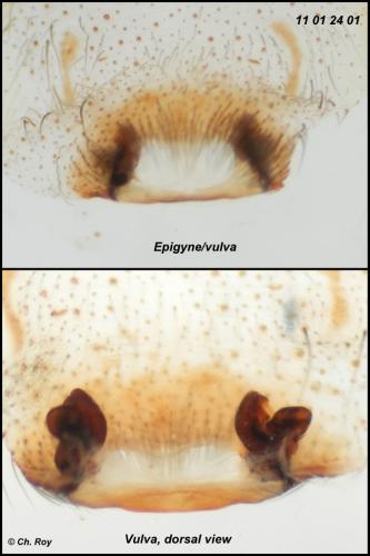 Tegenaria parietina